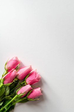 Fotokopi alanı olan beyaz bir arkaplana yerleştirilmiş taze pembe güller. Sevgililer Günü için çiçek romantik konsept, Anneler Günü, doğum günü kutlamaları, güzellik markalaşması ve yaşam tarzı pazarlaması. Yüksek kalite fotoğraf