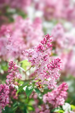Yumuşak odaklı pembe leylak çiçekleri ve yeşil bulanık arkaplan. Yazı için yeri olan bahar çiçekleri. Yüksek kalite fotoğraf