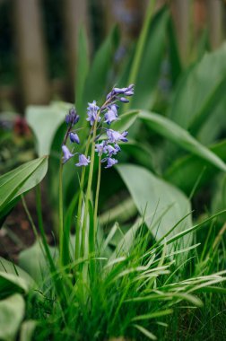 Bahar bahçesinde taze yeşil yapraklarla çiçek açan BlueBell çiçekleri. Mevsimlik çiçek arkaplanı.