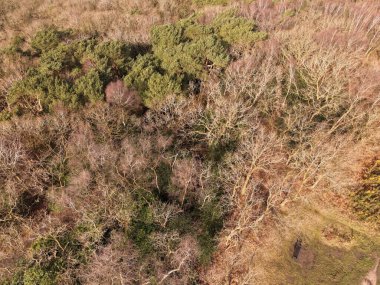 Bidston Tepesi 'ndeki geniş bir çim tarlasının havadan görünüşü. Ağaçlar kenarları kaplıyor..