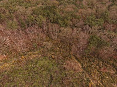 Bidston Tepesi 'nin hava görüntüsü ağaçların arasındaki açık ormanı gösteriyor..