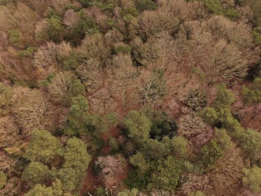 Bidston Tepesi 'nin insansız hava aracı görüntüsü ormanlık alanda koşan doğal yolları gösteriyor..