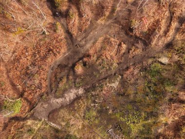Bidston Hill 'in İHA görüntüsü aralarındaki açık açıklıkları gösteren ağaç hatlarını gösteriyor..