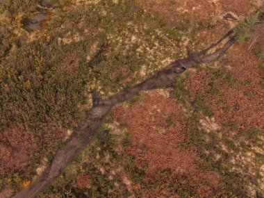 Bidston Hill 'de her iki tarafında kalın yeşil örtülü bir orman yolunun insansız hava aracı görüntüsü..