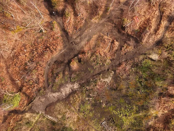 Bidston Hill 'in İHA görüntüsü aralarındaki açık açıklıkları gösteren ağaç hatlarını gösteriyor..