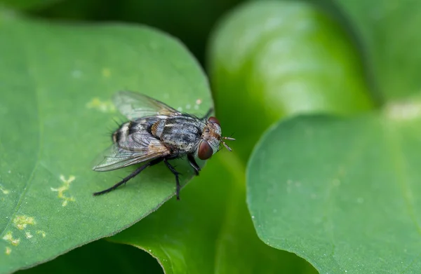 Makró fly a — Stock Fotó