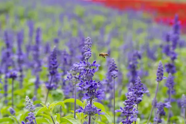 Fundo da flor Salvia azul — Fotografia de Stock