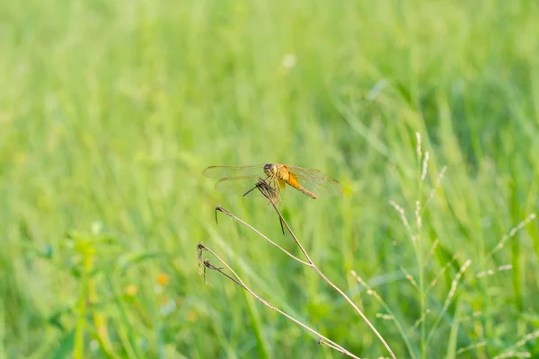 Libellula rossa e foglie verdi sfondo — Foto Stock