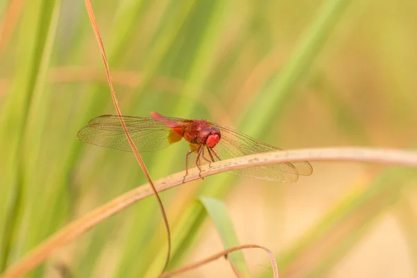 Red dragonfly perching on a dry leaf — Stock Photo, Image