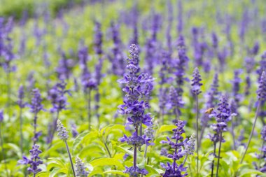 Ateş çiçeği çiçek (mavi adaçayı) çiçek mavi