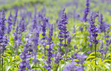 Makro mavi Ada çayı çiçek (mavi adaçayı)