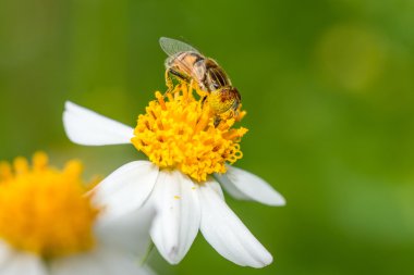 Beyaz ve sarı çiçek Fly toplama pollen hover