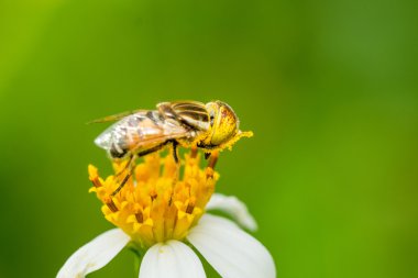 Polen Bidens pilosa çiçek toplama syrphid bir sinek