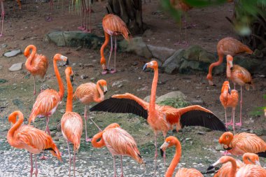 Flamingo kuşları kanat çırparak