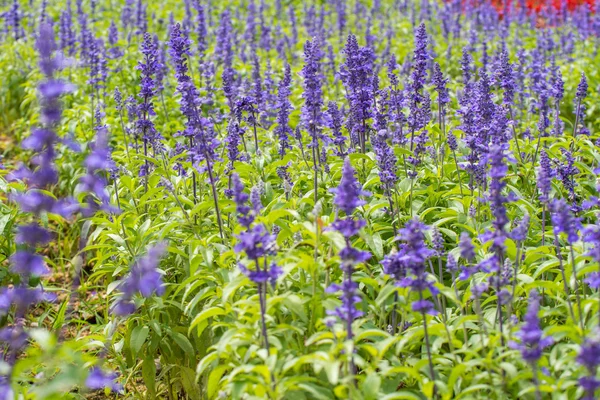 Campo azul da flor de Salvia (salva azul) — Fotografia de Stock