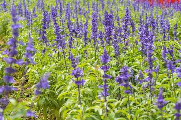 青いサルビアの花 (青いセージ) フィールド — ストック写真