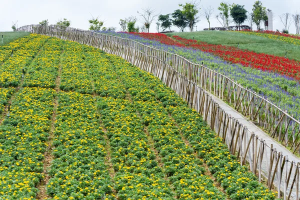 Bellissimo campo di fiori con recinzione — Foto Stock