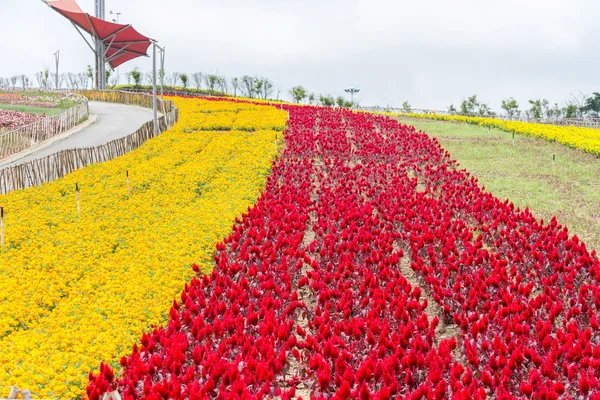 Fioritura di fiori gialli e rossi nel campo — Foto Stock