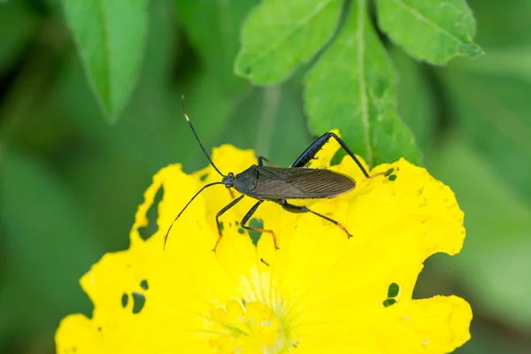 Insekt - notobitus montanus hsiao auf gelber Kürbisblüte — Stockfoto