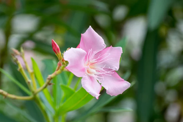 Oleander - rózsaszín virág — Stock Fotó