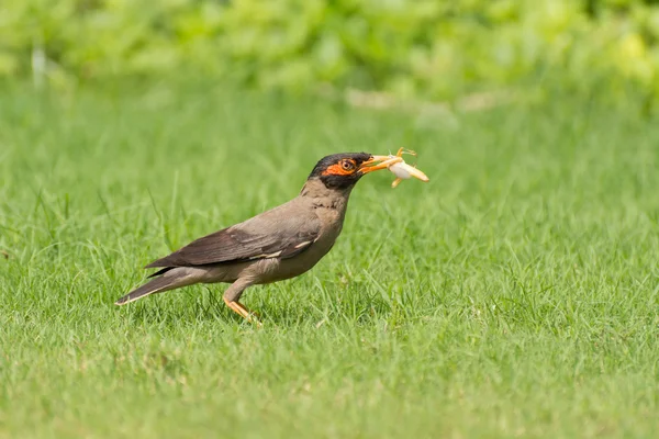 Bank Myna Bird eating locust