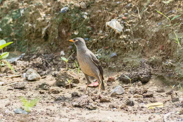 Банківська міна птах, що стоїть на полі — стокове фото