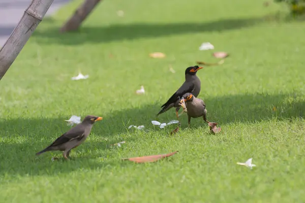 Három Bank myna madarak megtalálják a rovarok — Stock Fotó