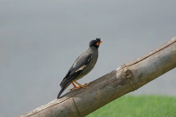 Bank myna Vogel hockt auf einem getrockneten Bambus und schaut auf — Stockfoto