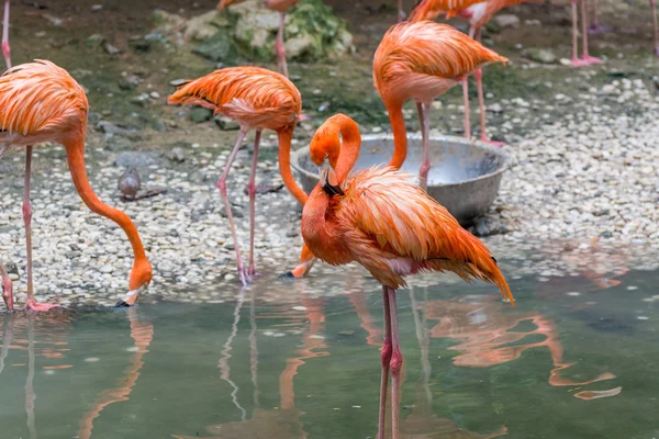 Roze flamingo's rust naast een vijver — Stockfoto