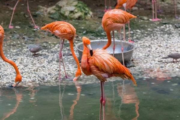 Drie roze flamingo's rust naast een vijver — Stockfoto