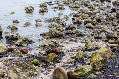 Shenzhen Bay, Çin kirlenmiş kıyı şeridi