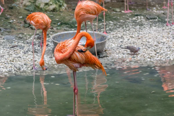 Roze flamingo's naast een meertje. — Stockfoto