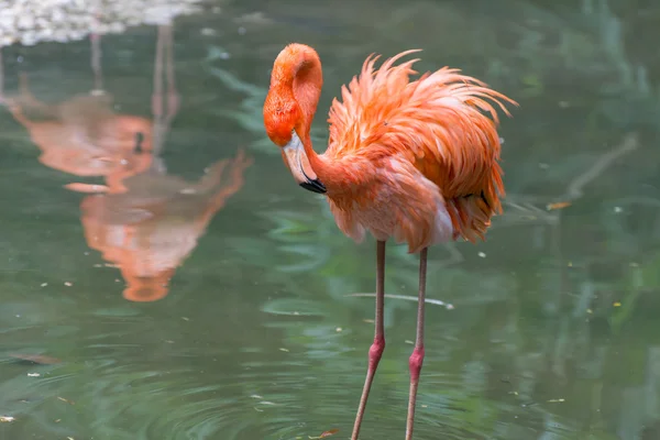 Close-up van roze flamingo 's — Stockfoto