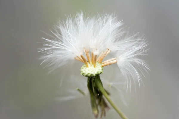 Nahaufnahme der Löwenzahnblüte — Stockfoto