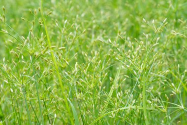 Makro su çimen çiçek