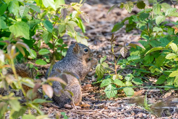 A squirrel eating green leaves — Stock Photo, Image