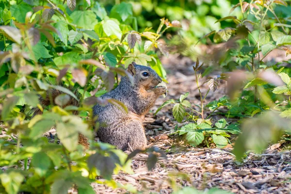 Un écureuil mange de la nourriture dans le parc . — Photo