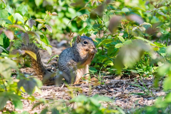 Eichhörnchen frisst Futter im Park. — Stockfoto