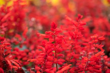 Red sage flower, red salvia splendens blooming in the autumn at the park