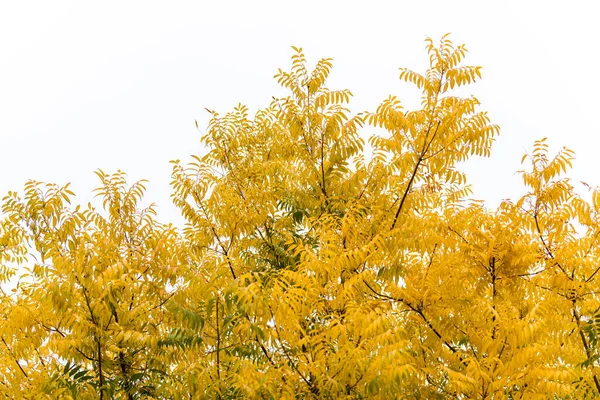 Foglie Giallo Oro Contro Cielo Nuvoloso Bianco Shanghai Autunno — Foto Stock