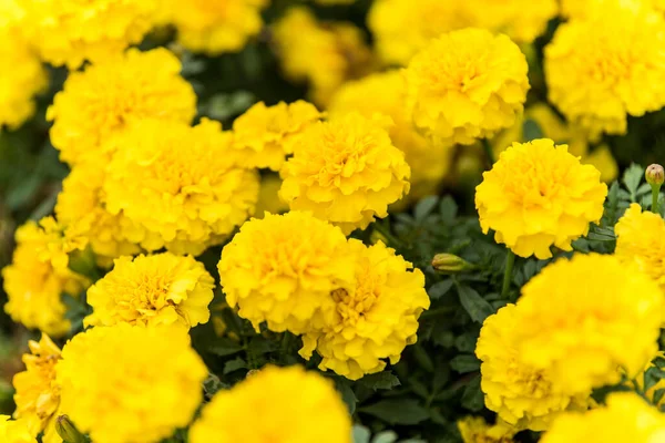 Sárga Krizantém Virágok Nyílnak Ősszel Parkban Sanghajban Kínában — Stock Fotó