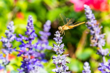 Shenzhen, Çin 'deki parkta mavi salvia çiçeğinin tepesine tünemiş kahverengi bir yusufçuk..