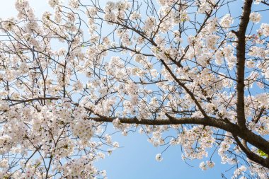 Mavi gökyüzüne karşı kiraz çiçeği, Prunus serrulata, yaygın olarak Sakura olarak bilinir.