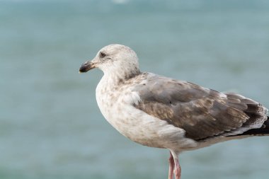 Rıhtımda oturup San Francisco, ABD 'de denize bakan martıya yakın çekim.