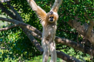 Altın burunlu maymun (Rhinopithecus roxellana) ağaçlarda asılı, Colobinae alt familyasından bir Eski Dünya maymunu. Orta ve Güneybatı Çin 'in ılıman ve dağlık ormanlarında küçük bir bölgeye özgü.