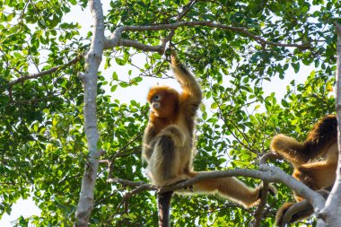 Golden snub-nosed monkey (Rhinopithecus roxellana) hanging at trees, an Old World monkey in the subfamily Colobinae. It is endemic to a small area in temperate, mountainous forests of central and Southwest China clipart