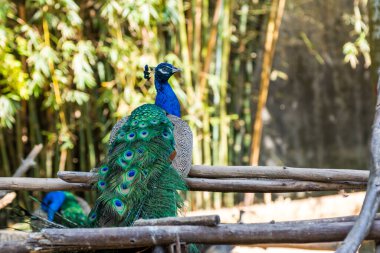Hayvanat bahçesinde bambu arka planda güzel bir erkek turşu..