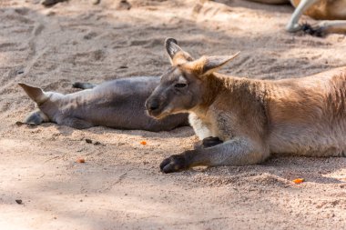 Kanguru hayvanat bahçesinde uyuyor, Avustralya 'nın sıçrayan memelisi ve yakınlardaki bitkilerle beslenen adalar. 