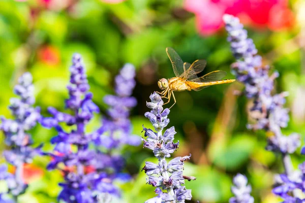 Eine Braune Libelle Thront Auf Der Spitze Blauer Salbeiblüten Park — Stockfoto