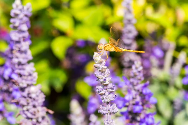 Eine Braune Libelle Thront Auf Der Spitze Blauer Salbeiblüten Park — Stockfoto